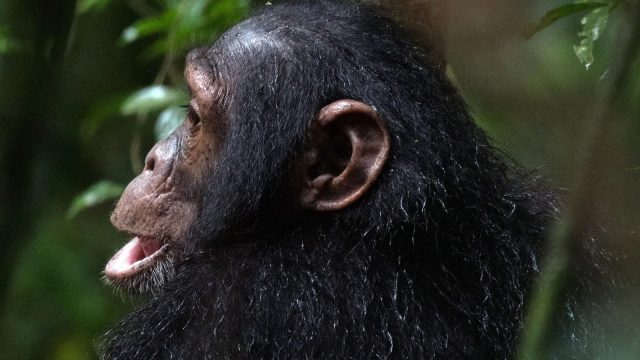 4-Day Chimpanzee Tracking with Wildlife Viewing Uganda safari tour