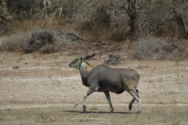 2-Day Comfort Safari Experience to Nyerere national park safari tour