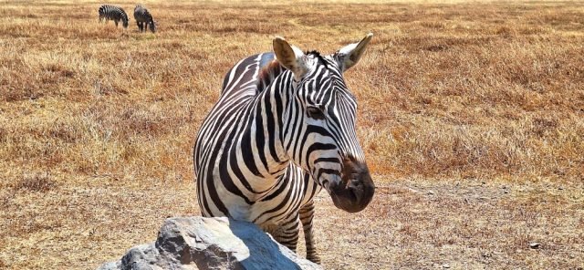 3-Day Days Tarangire, Ngorongoro Crater and Lake Manyara safari tour
