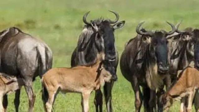 3-Day NDUTU MIGRATION SAFARI CALVING SEASON safari tour