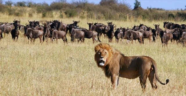 1-Day Selous Day Safari Tour safari tour