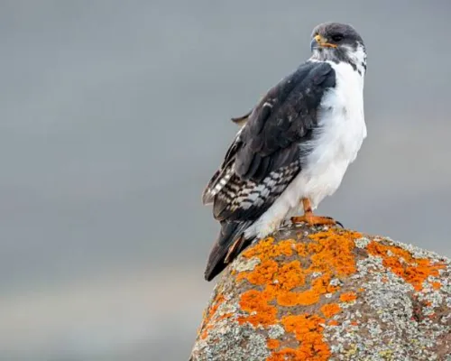 8-Day Ethiopia Birdwatching Safari Experience safari tour