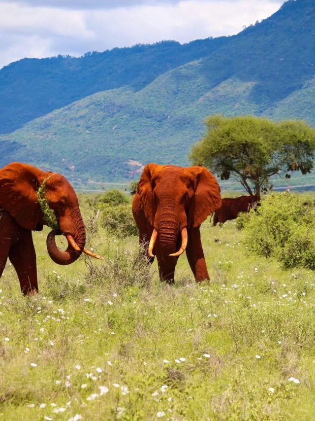 1-Day Exclusive Tsavo East National Park Safari safari tour