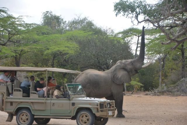 5-Day Luxury Safari Nyerere Np Fly In From Zanzibar safari tour