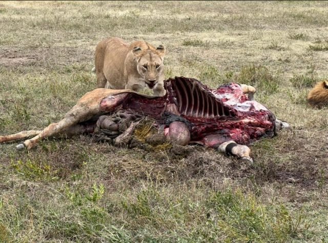 2-Day Fly-in from Zanzibar to Tarangire & Ngorongoro safari tour