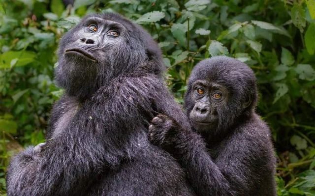 3-Day GORILLA TREKKING AND BATWA EXPERIENCE safari tour