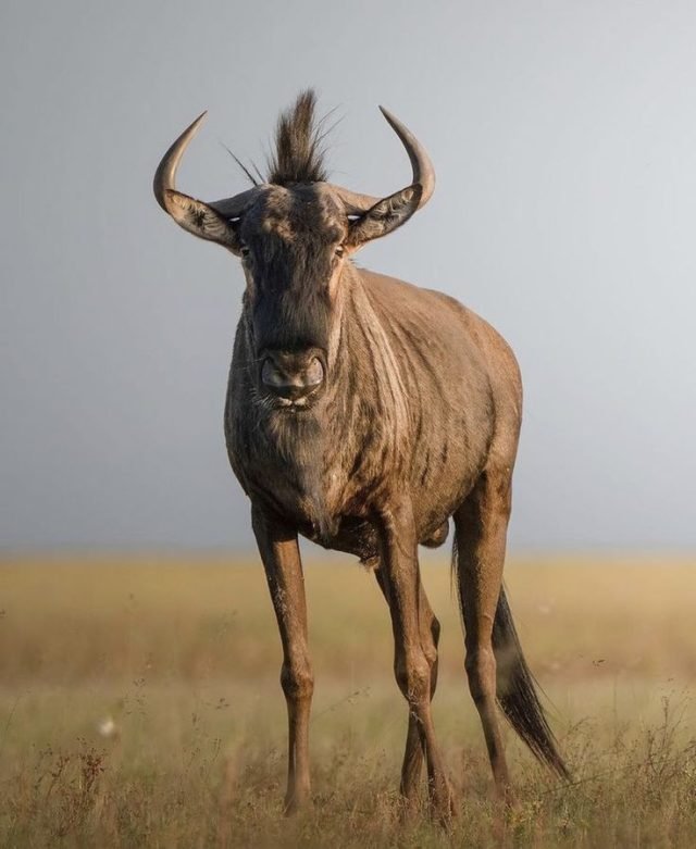 5-Day GREAT MIGRATION BUDGET CAMPING PRIVATE SAFARI safari tour