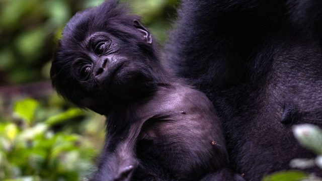 3-Day Gorilla Tracking Bwindi in Uganda safari tour