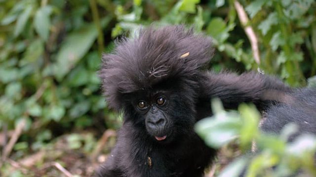 5-Day Gorilla Tracking and Queen Elizabeth Game Viewing safari tour