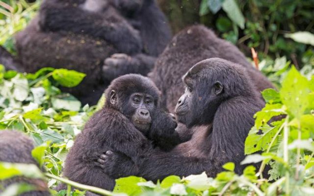 2-Day Gorilla Trekking Budget Tour safari tour