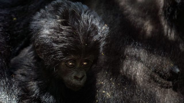 5-Day Gorilla and Chimpanzee Habituation Experience safari tour