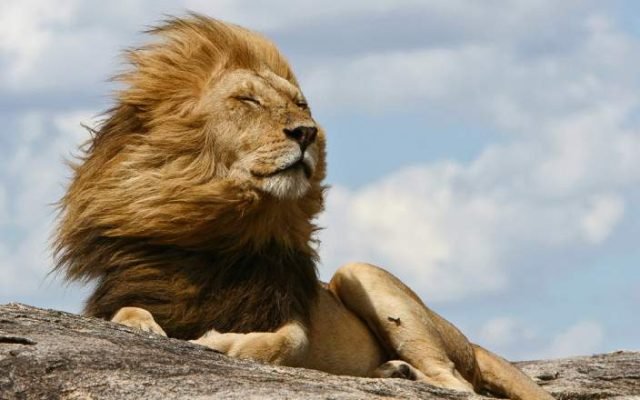 4-Day In the Wild - Memorable Safari safari tour