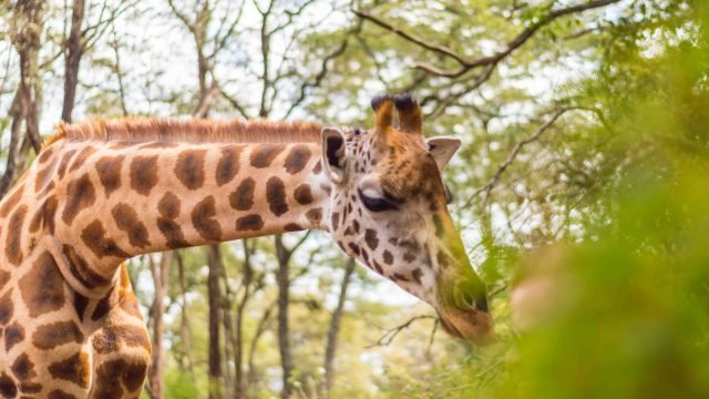 1-Day KAREN BLIXEN MUSEUM & GIRAFFE CENTRE TOUR. safari tour