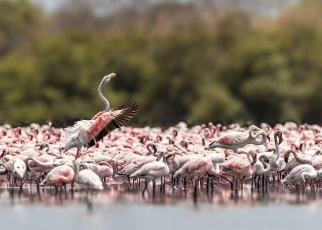 1-Day Lake Manyara National Park safari tour