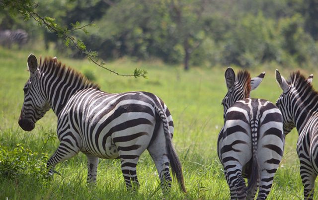 2-Day Lake Mburo National Park Wildlife Safari safari tour