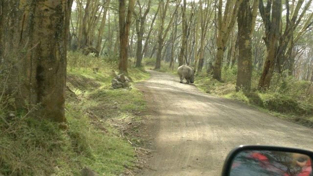 4-Day MASAI MARA AND LAKE NAKURU WILDLIFE SAFARI safari tour