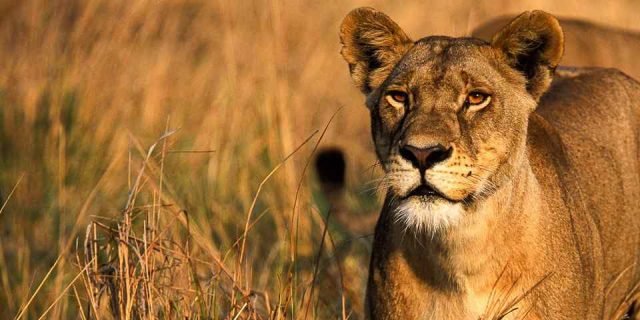 4-Day Magical of southern circuit(mikumi & Udzungwa) safari tour