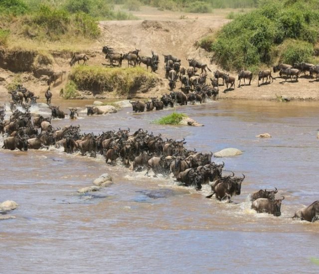 4-Day Mara River Serengeti crossing Migration Safari safari tour