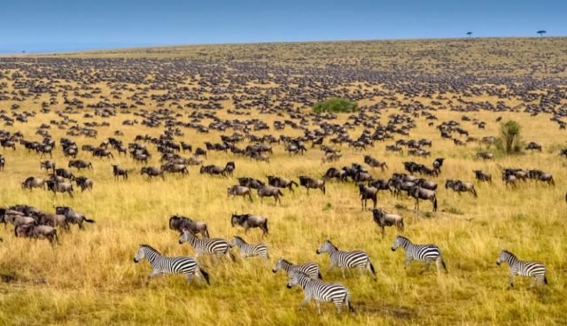 3-Day Masai Mara Migration Land Cruiser safari tour