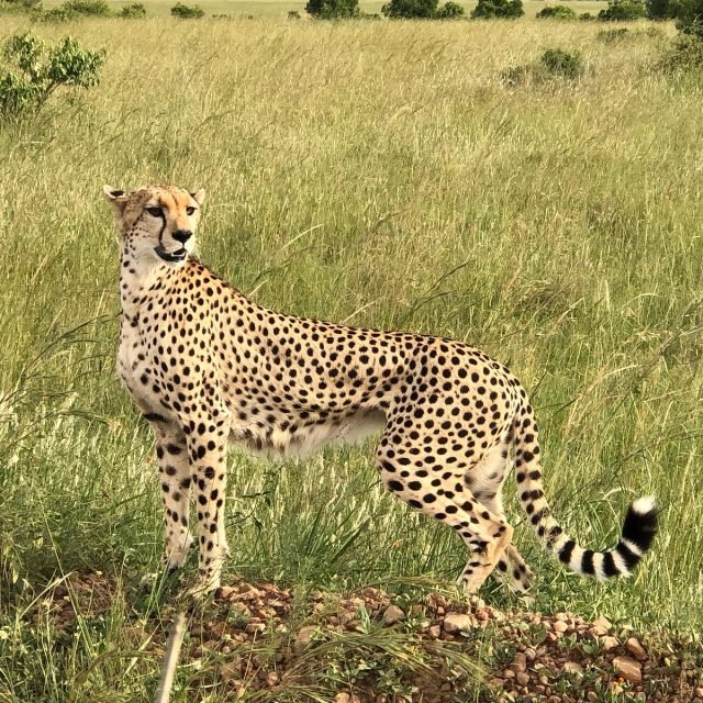3-Day Masai Mara Wildebeest Migration safari tour