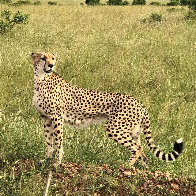 3-Day Masai Mara Wildebeest Migration safari tour