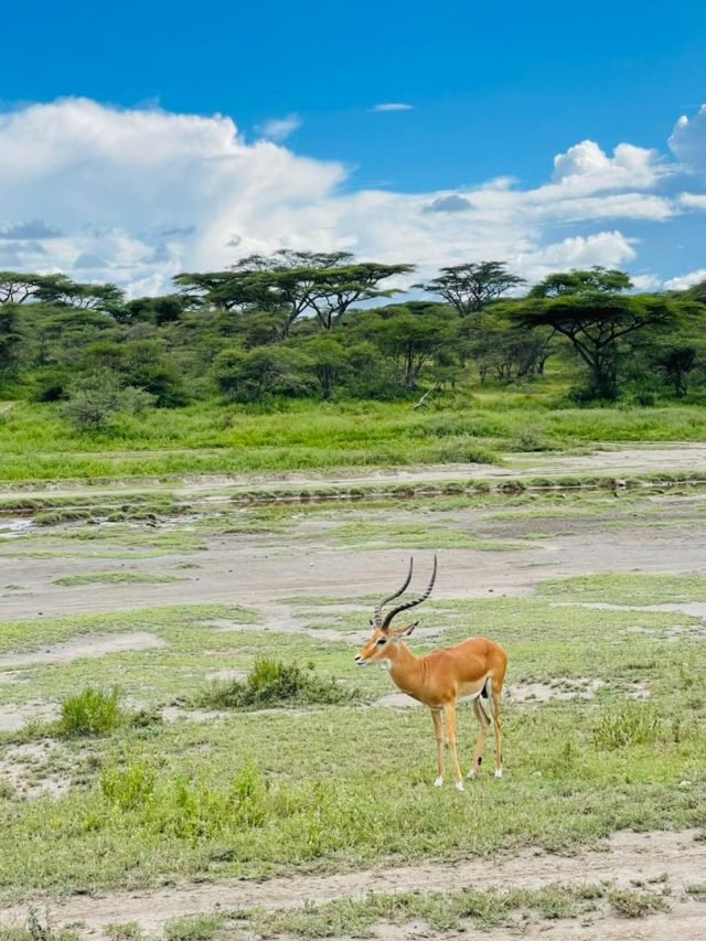 2-Day Memorable Adventure Safari safari tour