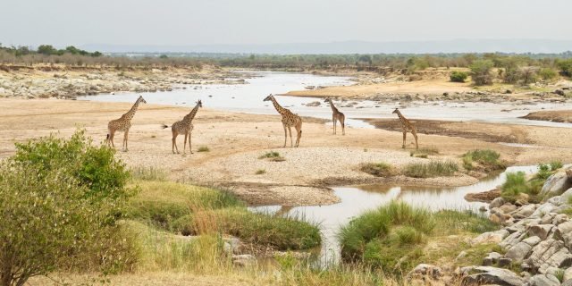 3-Day Selous Game Reserve from Zanzibar or Dar Es Salaam safari tour