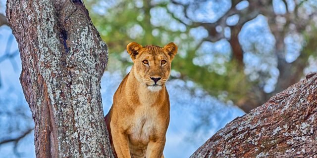 1-Day Lake Manyara National Park Day Trip safari tour