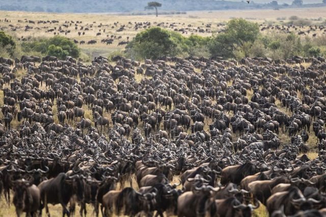 3-Day Mikumi National Park safari tour