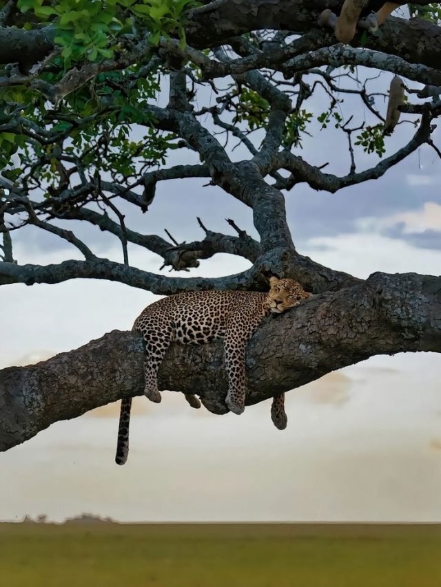 2-Day Mikumi Safari from Morogoro safari tour