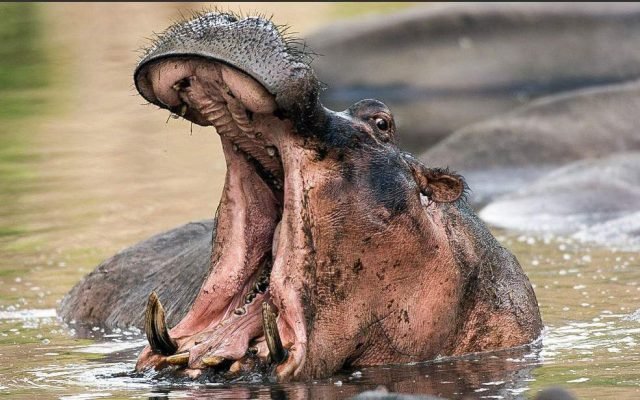 8-Day Most Famous Park and Beach Relaxation safari tour