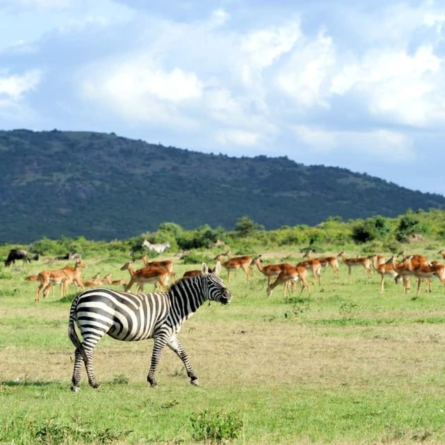 1-Day NAIROBI NATIONAL PARK DAY TOUR. safari tour