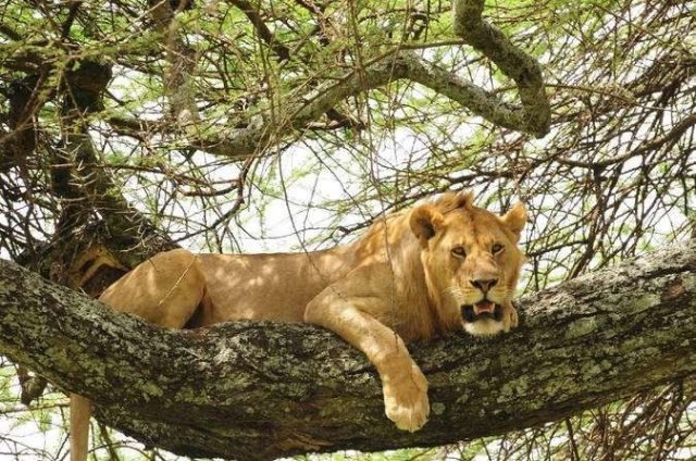 8-Day NORTHERN CIRCUIT FLY-IN LUXURY SAFARI safari tour