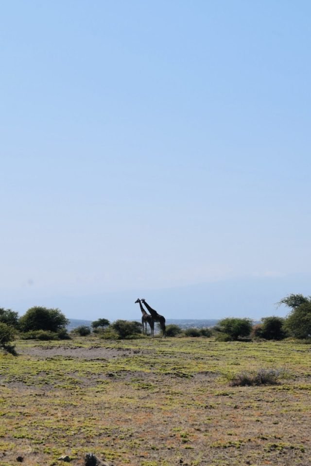 5-Day Ndutu Calving season & Migration safari. safari tour