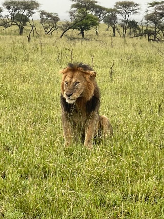 1-Day Ngorongoro crater trip safari tour