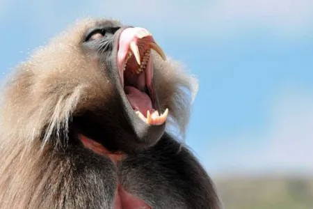 9-Day Northern Ethiopia Historic Route Adventure safari tour