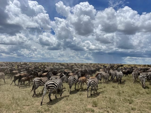 3-Day Nyerere National Park safari tour