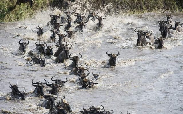 7-Day Private Luxury Adventure Safari safari tour