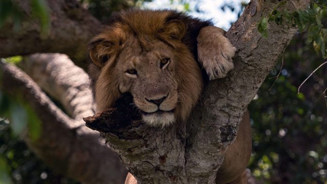 3-Day Queen Elizabeth Wildlife Safari Uganda safari tour