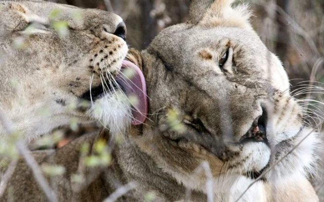 1-Day Safari Adventure Tarangire National Park with Us safari tour