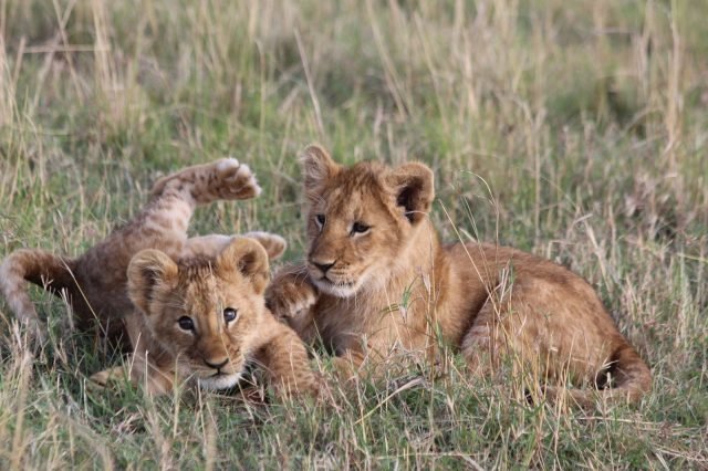 1-Day Safari Dar Es Salaam To Nyerere National Park safari tour