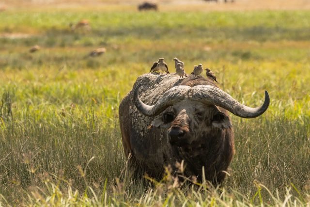 10-Day Southern Safari + Night Game Drive safari tour