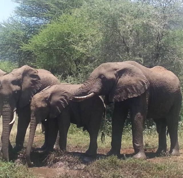 1-Day Tarangire National Park safari tour