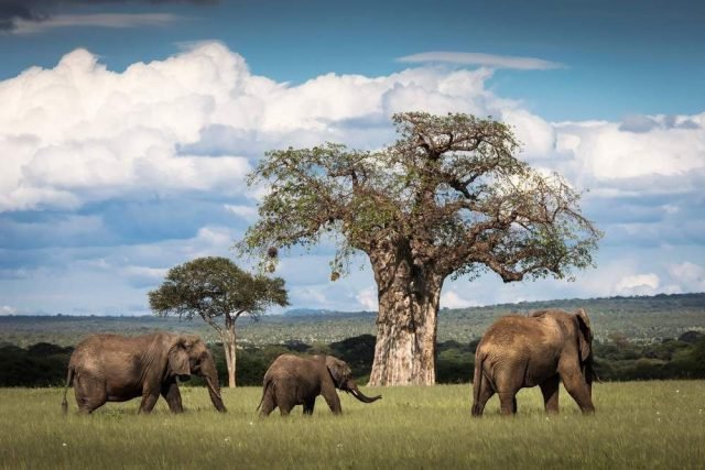 1-Day Tarangire National Park Tour safari tour