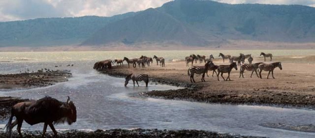 4-Day The Elite Bush Experience in Tanzania safari tour