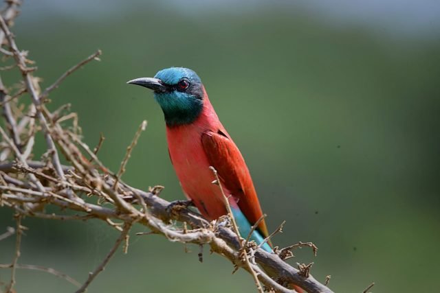 19-Day The Ultimate Wilderness & Ocean Retreat safari tour