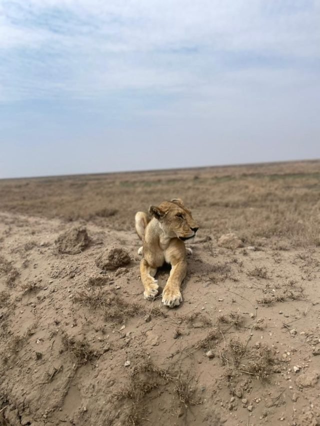 4-Day Tour Tarangire, Serengeti and Ngorongoro Crater safari tour
