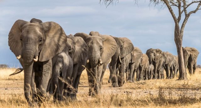 1-Day Trip To Tarangire National Park safari tour