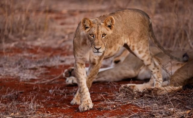 2-Day Tsavo East Expedition Safari safari tour