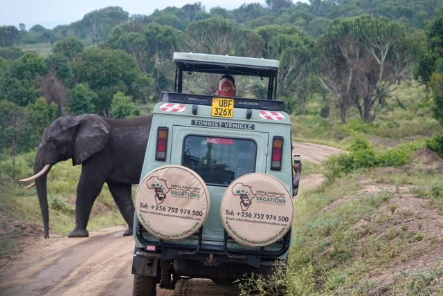 6-Day Uganda Wildlife, Chimpanzee and Gorilla Tracking Safari